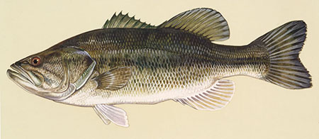 largemouth_bass
